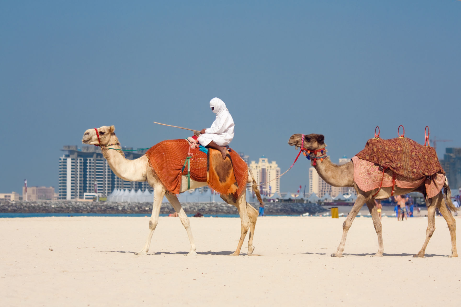 Camels on Jumeirah Beach, Dubai